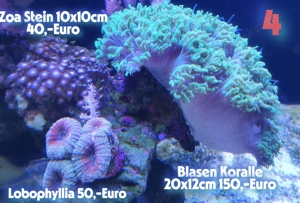 Korallen !!! Korallen