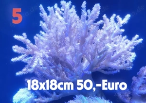 Korallen Meerwasseraquarium