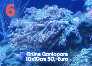 Korallen !!!! Korallen