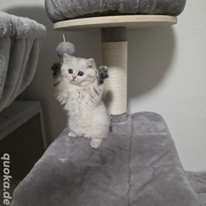 Bkh Kitten vom Züchter mit Stammbaum 