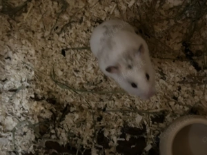 Goldhamster Mädchen 