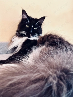 Eleganz & Charme - Maine Coon Deckkater  "Frank Sinatra "