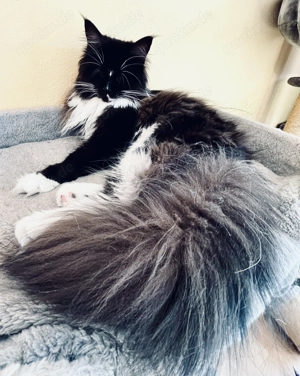 Eleganz & Charme - Maine Coon Deckkater  "Frank Sinatra " Bild 6