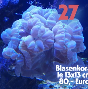 Korallen !!!! Korallen