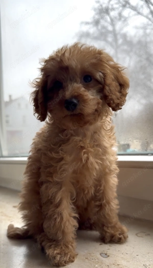 Zuckersüße Toy Zwergpudel Welpe