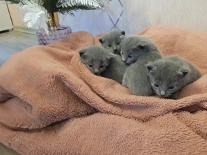 Wunderschöne Russisch-blau-kitten 