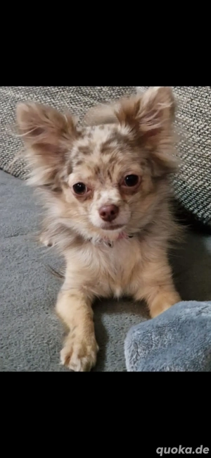 Chihuahua Hündin sucht tolles zu Hause 