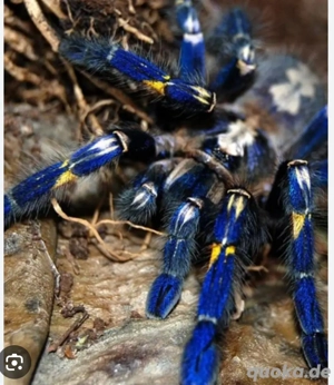 Metallica Vogelspinne