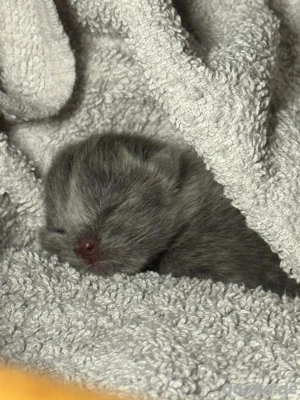 Junger Deckkater Bild 3