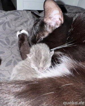Junger Deckkater Bild 4
