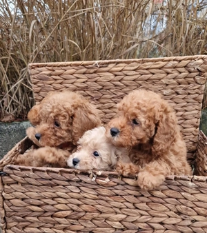  Toy  zwergpudel Welpen