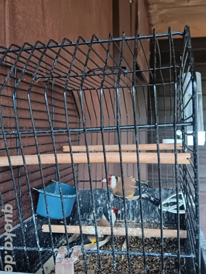 1 Paar Europäische Stieglitz 