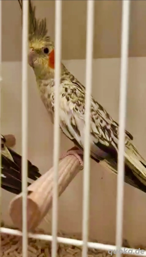 suche Nymphensittich 0.1 Grau Opalin (geperlt) 