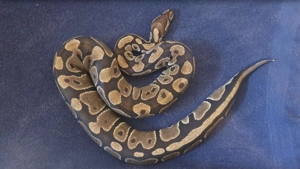  8 adulte Königspythons   verschiedene Morphs   bewährte Zuchttiere (Proven Breeders)