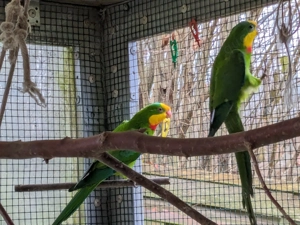 Schildsittiche 2x Hähne abzugeben 