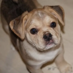 Retro Französischer Bulldoggen Rüde