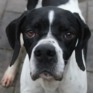 Attila, geb. ca. 08 2024, lebt auf einer Pflegestelle in 67735 Mehlbach