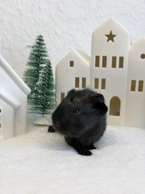 Junger Meerschweinchen Junge Chico in edler Farbe 