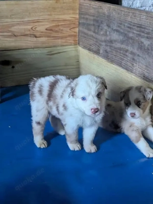 Bezaubernde Miniatur Australian Shepherd Welpen suchen ein liebevolles Zuhause!   Bezaubernde Mini
