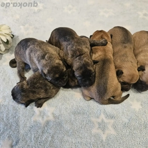 X-Herder + Mali Welpen!!!!!