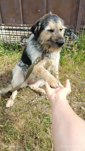 Belle hat großes Herz zu Verschenken