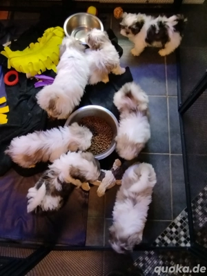 Shih-Tzu Welpen 
