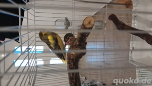 1 Kanarienvogel, männlich abzugeben 