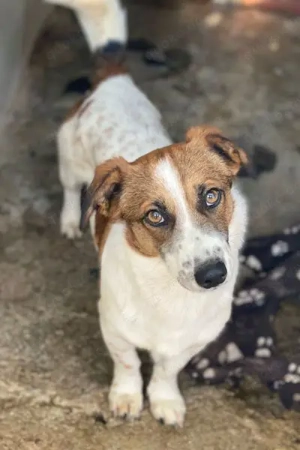 Lio, geb. ca. 06 2024, lebt auf einer Pflegestelle in 24103 Kiel