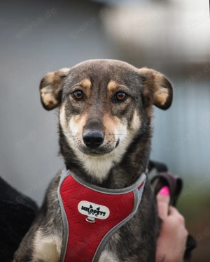 Schüchterne Luna sucht Verständnisvolle Menschen
