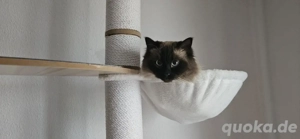 Ragdoll Kater