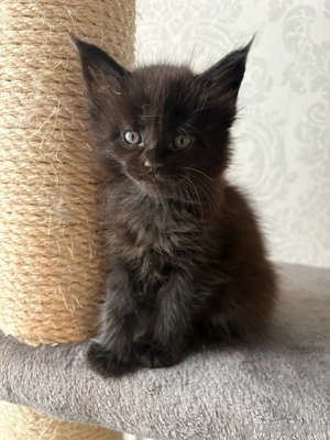 wunderschöne XXL Maine Coon Kitten