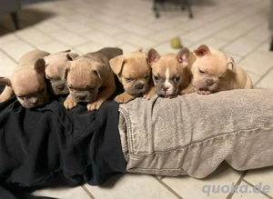 Französische Bulldoggen Welpen Rüden 