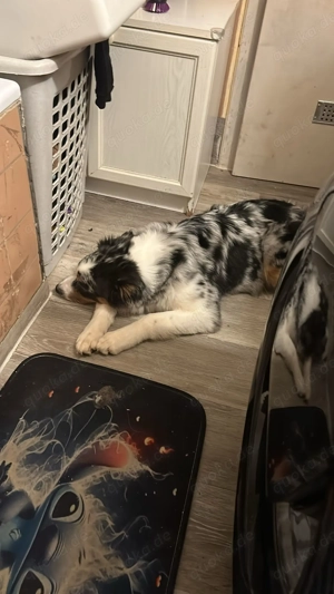  Australian Shepherd Rüde  Koda    geboren am 16.06.2025 