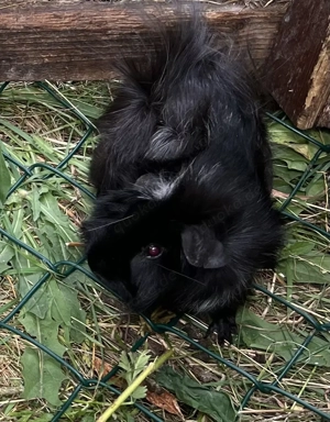 Meerschweinchen, Männchen, Galtthaar, Rosette