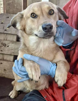 Tischa....Junghündin sucht Liebe