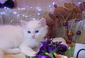 Ragdoll! Londoni fiú!Törzskönyvvel Eladó vagy foglalható!Gyönyörű szülőktől, férfi bajnok. Forgácsol