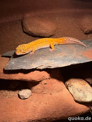 Leipardgecko (Männchen)