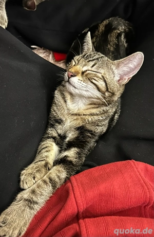 männliche EKH Kitten inkl. Zubehör Bild 3