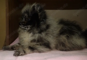 Zwergspitz Pomirüde in der seltenen Farbe schwarz - merle