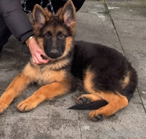 deutsche schäferhündin 