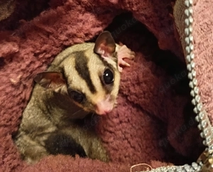 Sugar Glider Weibchen