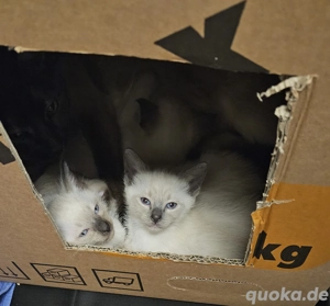 Wunderschöne Siamkitten suchen liebevolle Familien
