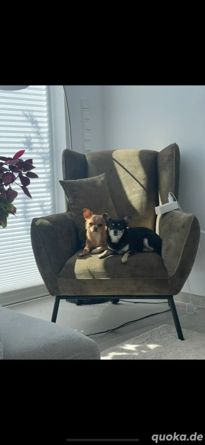 Dringend ! liebevolle Chihuahua Hündinnen suchen ein neues Zuhause 