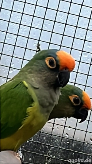 Verkaufe Goldstirn Sittche