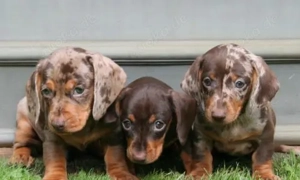 Dackel Welpen