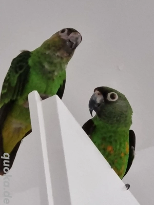 Gebe 2 grüne Kongopapageien ab