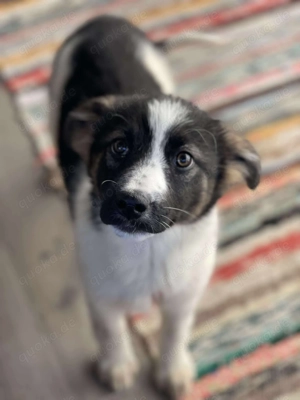 SUKI - hübsche Hundedame (wartet in Rumänien)