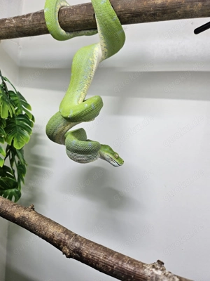 Baumpython 1.0 Sorong Aru Bild 2