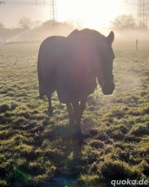 Beisteller zu verkaufen (reitbar) Bild 4