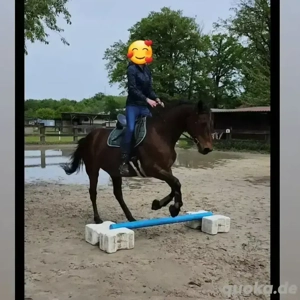 Beisteller zu verkaufen (reitbar) Bild 3